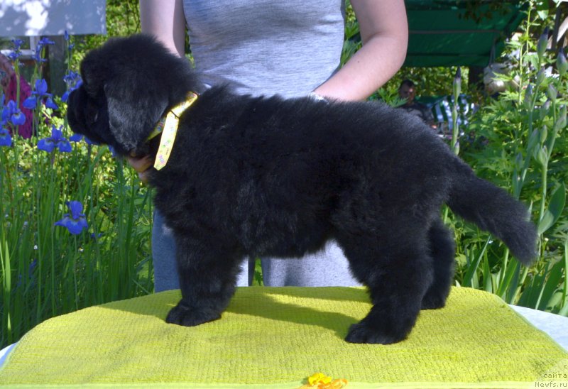 Фото: щенки от, ньюфаундленд Sent Djons Yustiniya Yuliya (Сент Джонс Юстиния Юлия), ньюфаундленд I Follow The Sun de L'Etoile de Cyrice