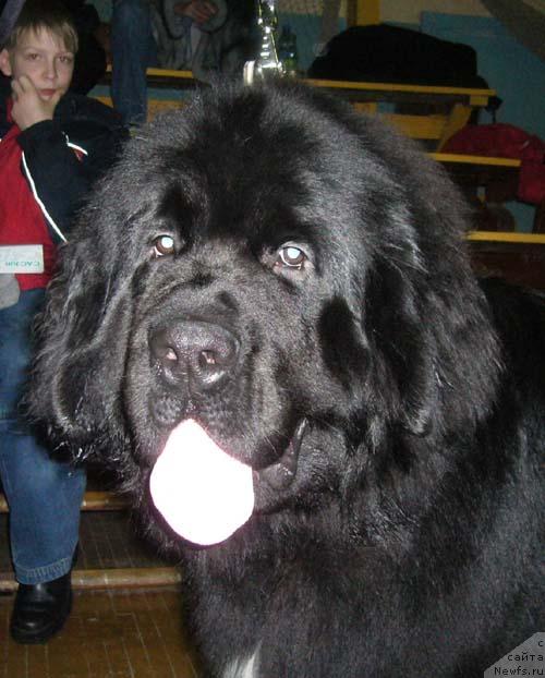 Фото: ньюфаундленд Super Bizon Armani (Супер Бизон Армани)