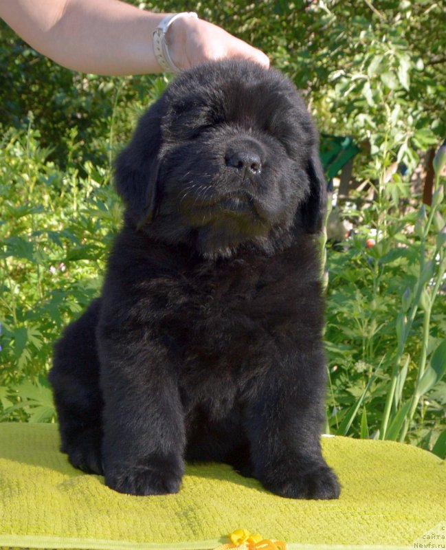 Фото: щенки от, ньюфаундленд Sent Djons Yustiniya Yuliya (Сент Джонс Юстиния Юлия), ньюфаундленд I Follow The Sun de L'Etoile de Cyrice