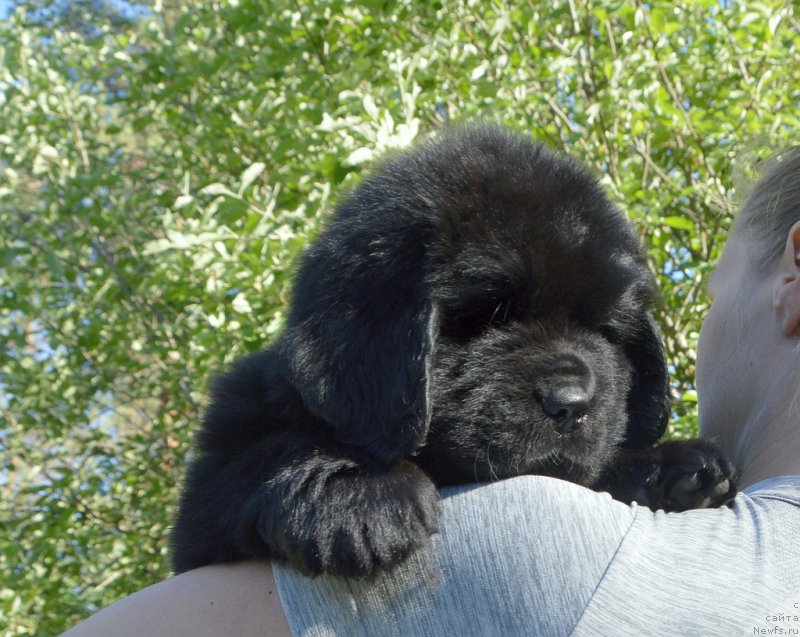 Фото: щенки от, ньюфаундленд Sent Djons Yustiniya Yuliya (Сент Джонс Юстиния Юлия), ньюфаундленд I Follow The Sun de L'Etoile de Cyrice