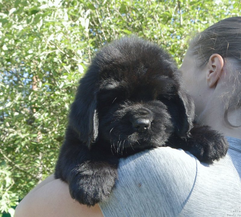 Фото: щенки от, ньюфаундленд Sent Djons Yustiniya Yuliya (Сент Джонс Юстиния Юлия), ньюфаундленд I Follow The Sun de L'Etoile de Cyrice
