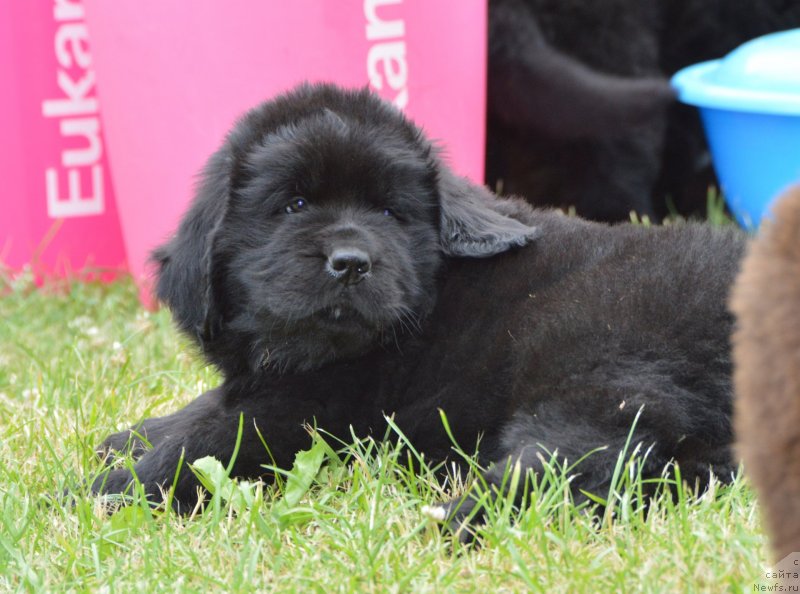 Фото: щенки от, ньюфаундленд Sent Djons Yustiniya Yuliya (Сент Джонс Юстиния Юлия), ньюфаундленд I Follow The Sun de L'Etoile de Cyrice