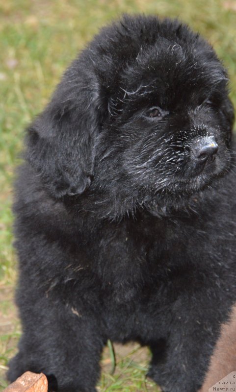 Фото: щенки от, ньюфаундленд Sent Djons Yustiniya Yuliya (Сент Джонс Юстиния Юлия), ньюфаундленд I Follow The Sun de L'Etoile de Cyrice