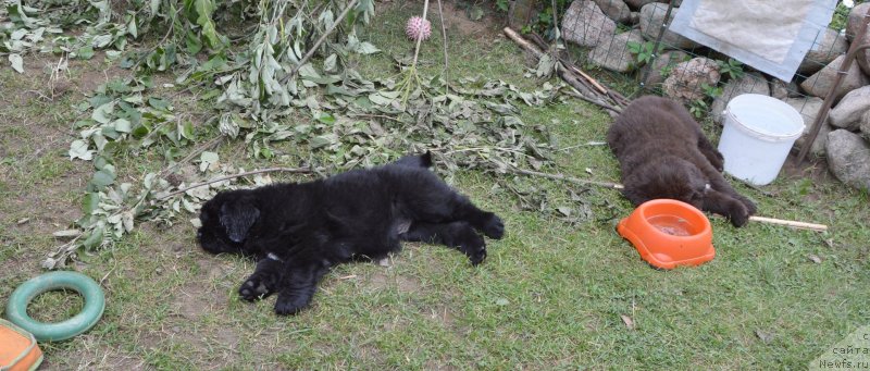 Фото: щенки от, ньюфаундленд Sent Djons Yustiniya Yuliya (Сент Джонс Юстиния Юлия), ньюфаундленд I Follow The Sun de L'Etoile de Cyrice