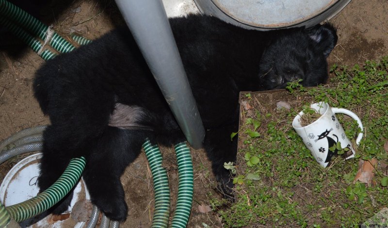 Фото: щенки от, ньюфаундленд Sent Djons Yustiniya Yuliya (Сент Джонс Юстиния Юлия), ньюфаундленд I Follow The Sun de L'Etoile de Cyrice