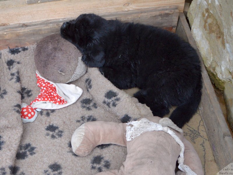 Фото: щенки от, ньюфаундленд Sent Djons Yustiniya Yuliya (Сент Джонс Юстиния Юлия), ньюфаундленд I Follow The Sun de L'Etoile de Cyrice