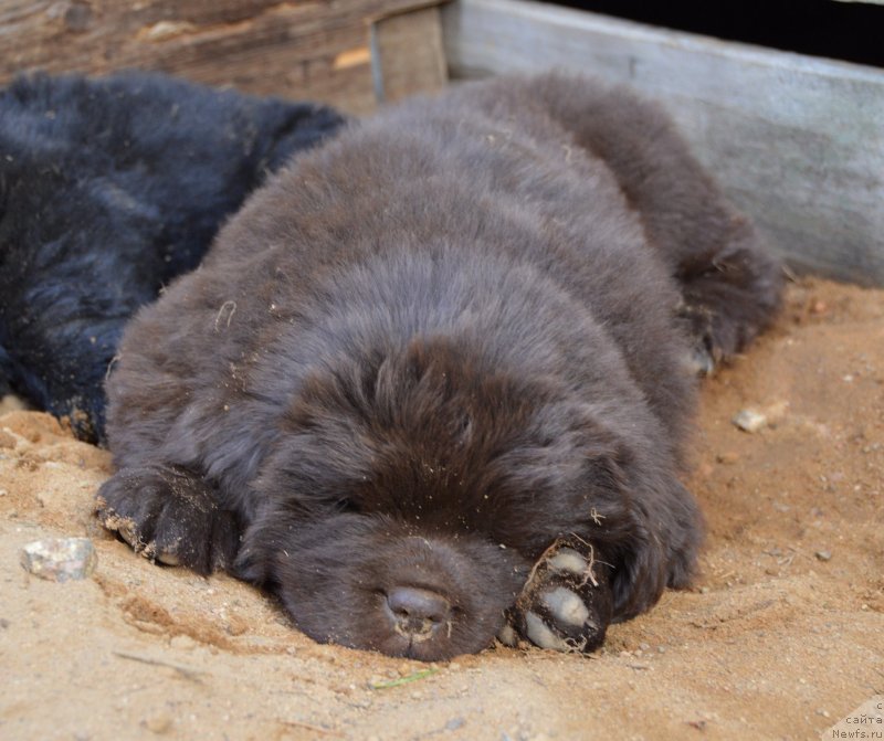 Фото: ньюфаундленд Smigar Deputat Baltiki (Смигар Депутат Балтики)