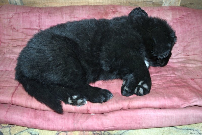 Фото: щенки от, ньюфаундленд Sent Djons Yustiniya Yuliya (Сент Джонс Юстиния Юлия), ньюфаундленд I Follow The Sun de L'Etoile de Cyrice