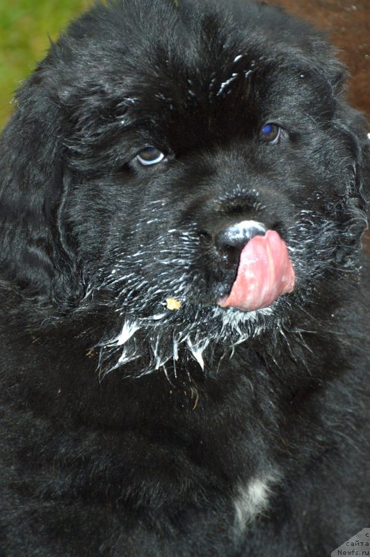 Фото: щенки от, ньюфаундленд Sent Djons Yustiniya Yuliya (Сент Джонс Юстиния Юлия), ньюфаундленд I Follow The Sun de L'Etoile de Cyrice