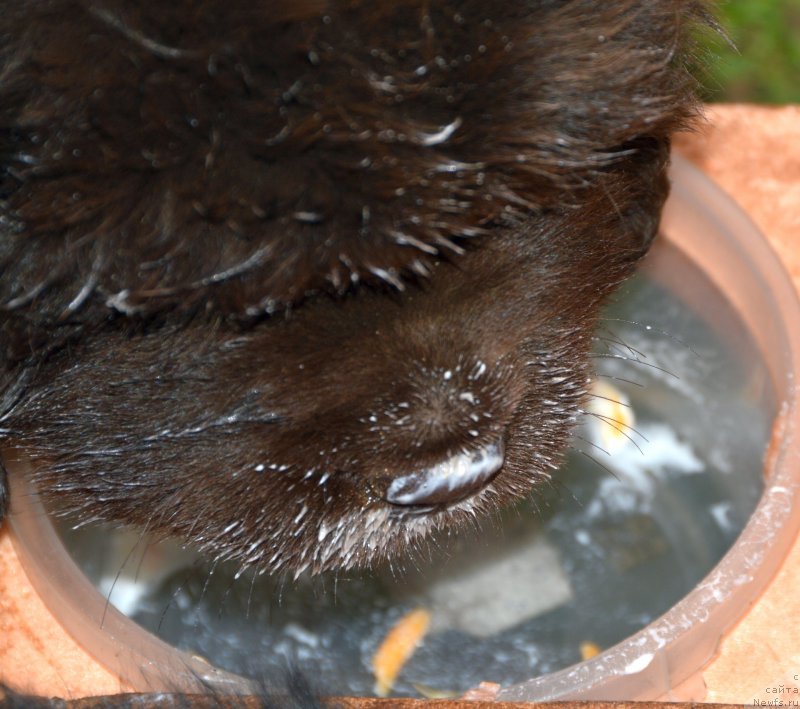 Фото: ньюфаундленд Smigar Deputat Baltiki (Смигар Депутат Балтики)