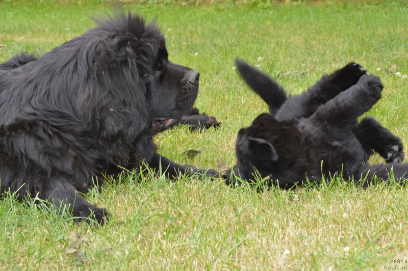 Фото: щенки от, ньюфаундленд Sent Djons Yustiniya Yuliya (Сент Джонс Юстиния Юлия), ньюфаундленд I Follow The Sun de L'Etoile de Cyrice