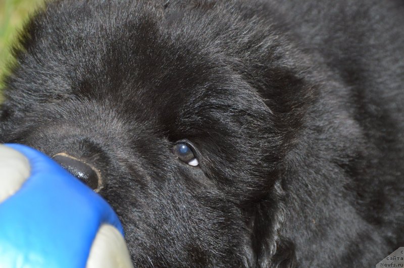 Фото: щенки от, ньюфаундленд Sent Djons Yustiniya Yuliya (Сент Джонс Юстиния Юлия), ньюфаундленд I Follow The Sun de L'Etoile de Cyrice