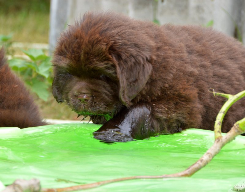 Фото: ньюфаундленд Smigar Dobryiy Ural (Смигар Добрый Урал)