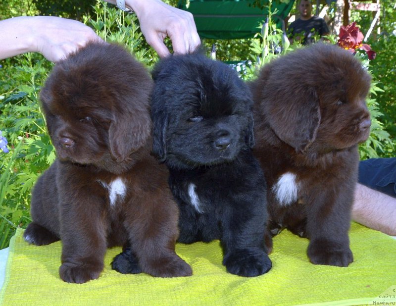 Фото: щенки от, ньюфаундленд Sent Djons Yustiniya Yuliya (Сент Джонс Юстиния Юлия), ньюфаундленд I Follow The Sun de L'Etoile de Cyrice
