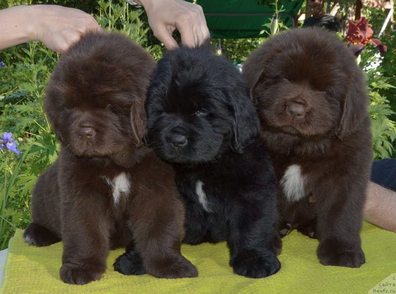 Фото: щенки от, ньюфаундленд Sent Djons Yustiniya Yuliya (Сент Джонс Юстиния Юлия), ньюфаундленд I Follow The Sun de L'Etoile de Cyrice