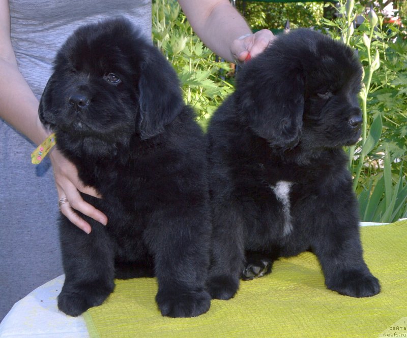 Фото: щенки от, ньюфаундленд Sent Djons Yustiniya Yuliya (Сент Джонс Юстиния Юлия), ньюфаундленд I Follow The Sun de L'Etoile de Cyrice