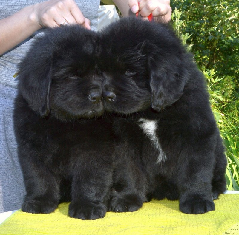 Фото: щенки от, ньюфаундленд Sent Djons Yustiniya Yuliya (Сент Джонс Юстиния Юлия), ньюфаундленд I Follow The Sun de L'Etoile de Cyrice