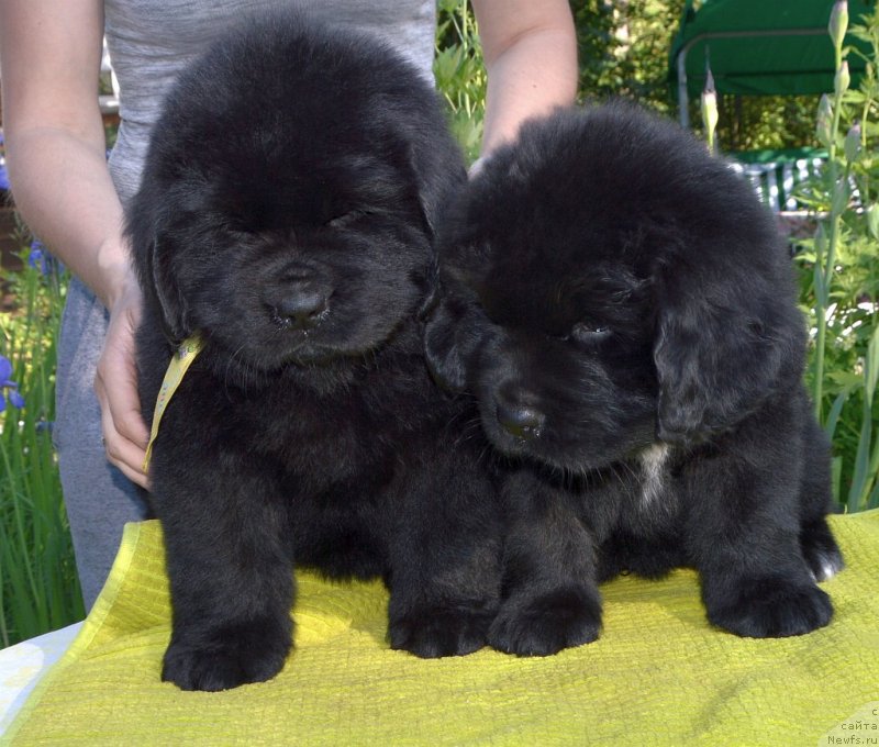 Фото: щенки от, ньюфаундленд Sent Djons Yustiniya Yuliya (Сент Джонс Юстиния Юлия), ньюфаундленд I Follow The Sun de L'Etoile de Cyrice