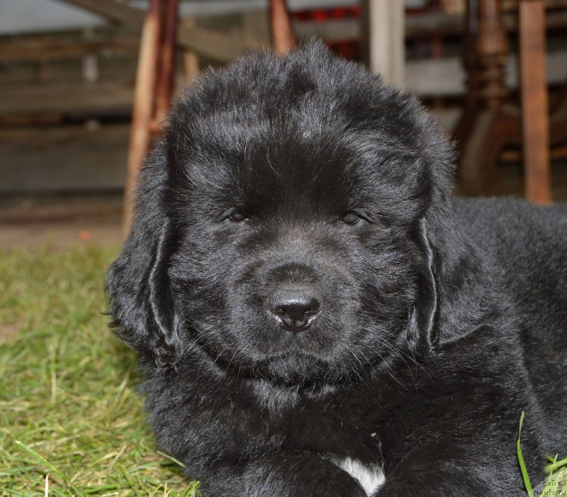 Фото: щенки от, ньюфаундленд Sent Djons Yustiniya Yuliya (Сент Джонс Юстиния Юлия), ньюфаундленд I Follow The Sun de L'Etoile de Cyrice