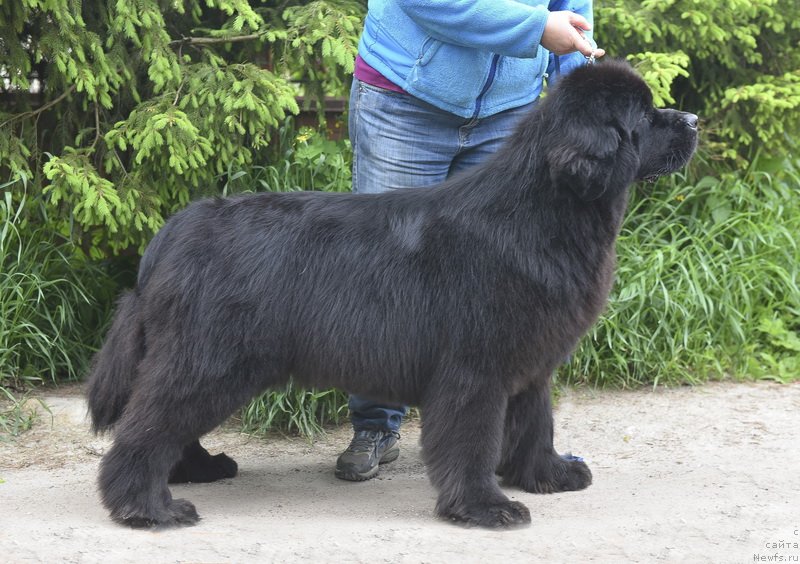 Фото: ньюфаундленд Smigar Yungfrau Yuliana (Смигар Юнгфрау Юлиана)