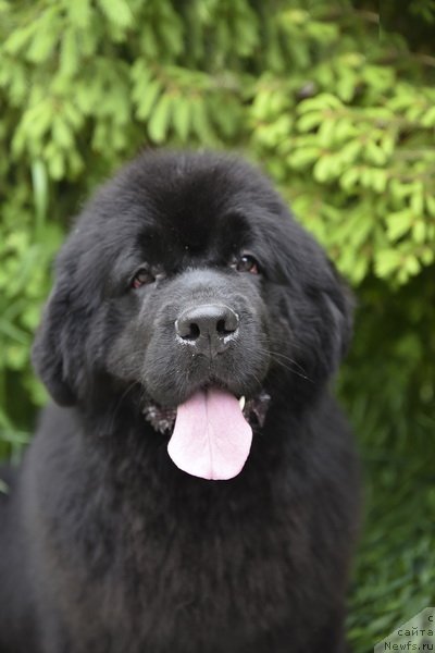 Фото: ньюфаундленд Smigar Yungfrau Yuliana (Смигар Юнгфрау Юлиана)