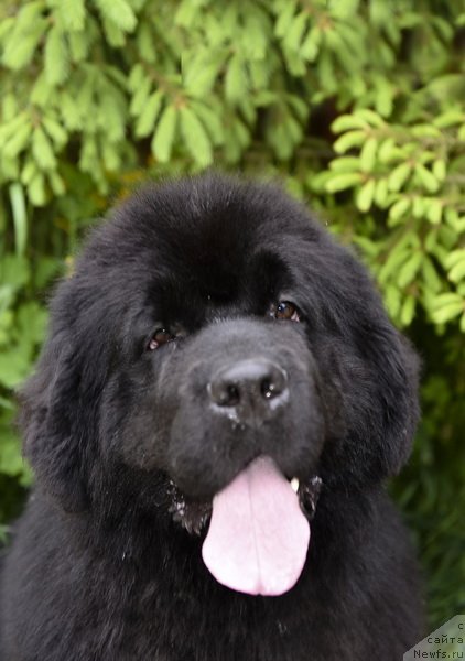 Фото: ньюфаундленд Smigar Yungfrau Yuliana (Смигар Юнгфрау Юлиана)