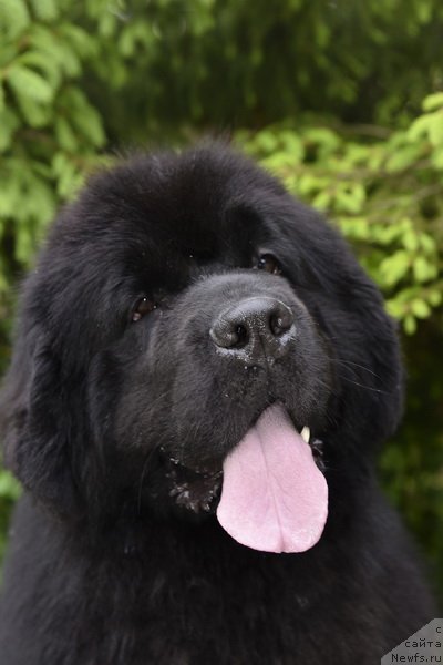 Фото: ньюфаундленд Smigar Yungfrau Yuliana (Смигар Юнгфрау Юлиана)