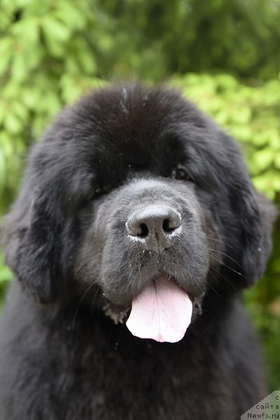 Фото: ньюфаундленд Smigar Yungfrau Yuliana (Смигар Юнгфрау Юлиана)