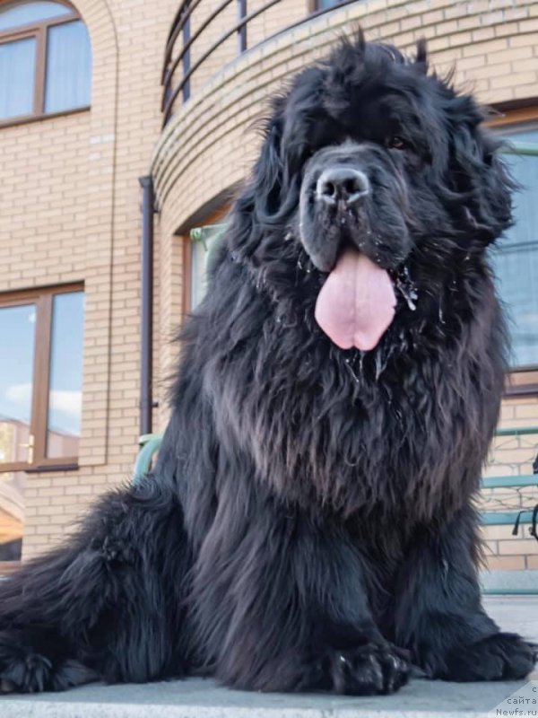 Фото: ньюфаундленд Raymond Best in Show