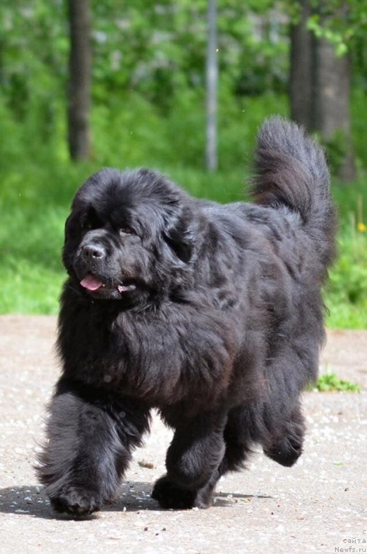 Фото: ньюфаундленд Raymond Best in Show