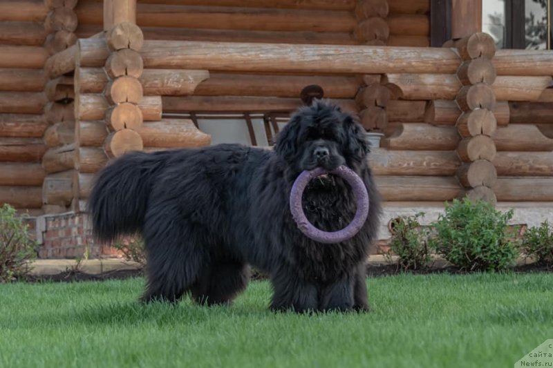 Фото: ньюфаундленд Raymond Best in Show