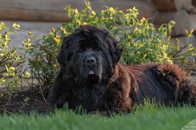 Фото: ньюфаундленд Mon Reve de la Contree du Milieu