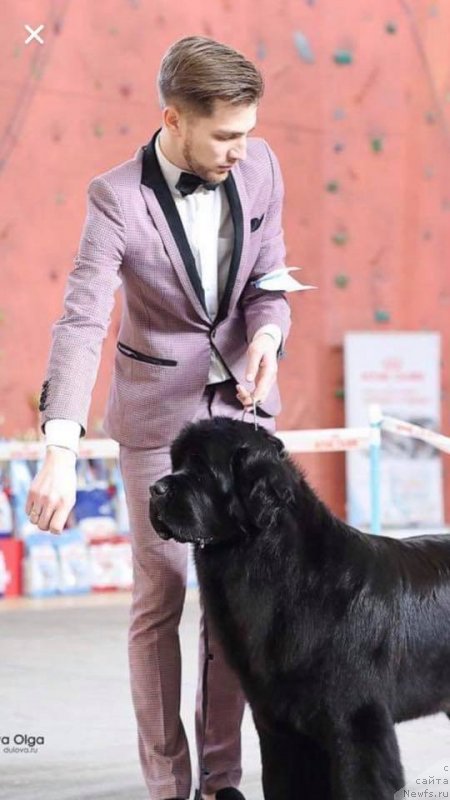 Фото: ньюфаундленд Mon Reve de la Contree du Milieu