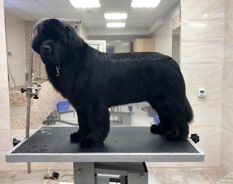 Фото: ньюфаундленд Mon Reve de la Contree du Milieu