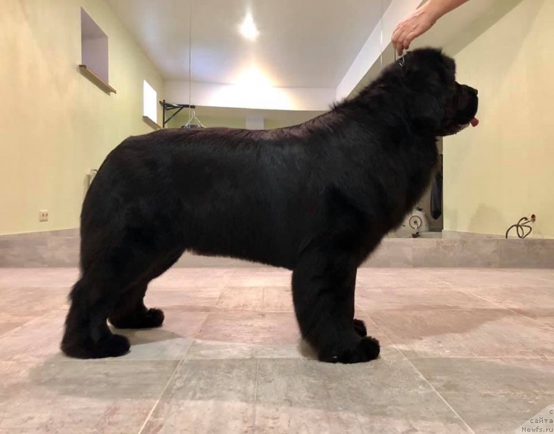 Фото: ньюфаундленд Mon Reve de la Contree du Milieu