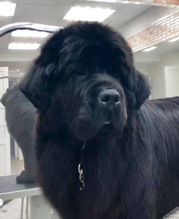 Фото: ньюфаундленд Mon Reve de la Contree du Milieu