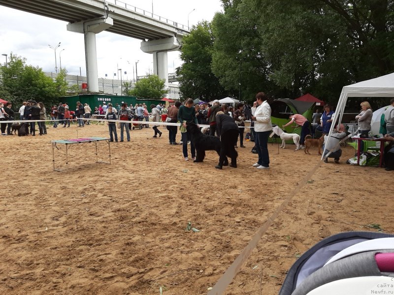 Фото: ньюфаундленд Richchi s Berega Dona (Риччи с Берега Дона)