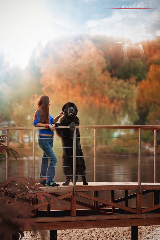 Фото: ньюфаундленд Chernyj Chank s Berega Dona (Черный Чанк с Берега Дона), Irina Skladnova (Ирина Складнова)