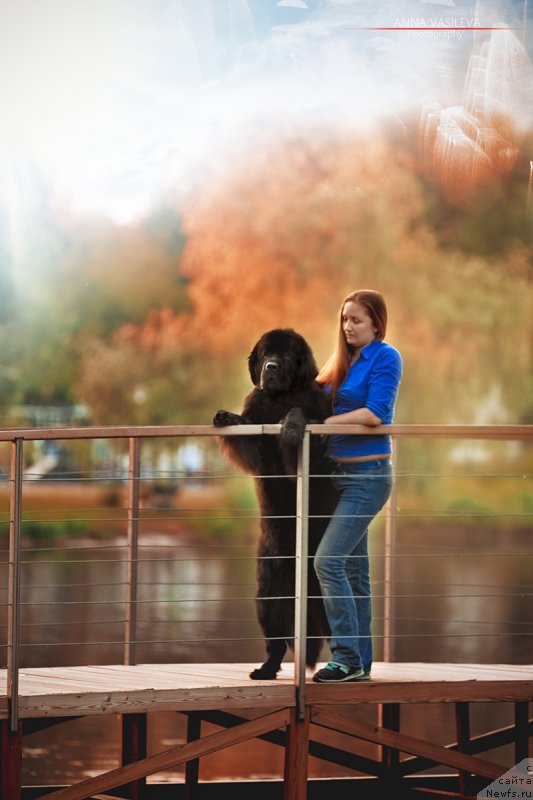 Фото: ньюфаундленд Chernyj Chank s Berega Dona (Черный Чанк с Берега Дона), Irina Skladnova (Ирина Складнова)