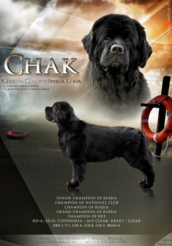 Фото: ньюфаундленд Chernyj Chank s Berega Dona (Черный Чанк с Берега Дона)