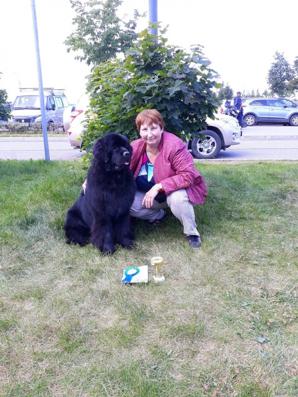 Фото: ньюфаундленд Smigar Glade Spring (Смигар Глейд Спринг), Elena Mironova (Елена Миронова)