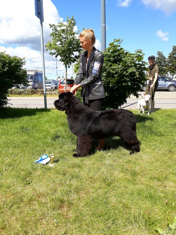 Фото: ньюфаундленд Smigar Glade Spring (Смигар Глейд Спринг)