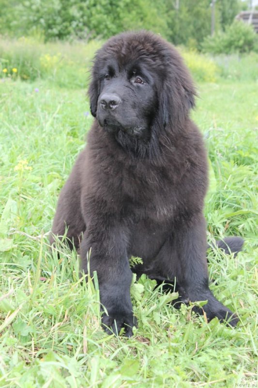 Фото: ньюфаундленд Vyatskiy Medved' SHerri Ledi (Вятский Медведь Шерри Леди)