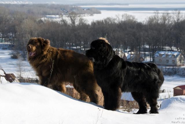 Фото: ньюфаундленд Lesnaya Skazka Izol'da (Лесная Сказка Изольда), ньюфаундленд Super Premium Vashington (Супер Премиум Вашингтон)