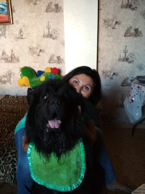 Фото: ньюфаундленд Daanich Veselyiy Rodjer (Даанич Веселый Роджер)