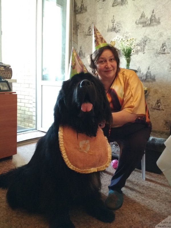 Фото: ньюфаундленд Daanich Veselyiy Rodjer (Даанич Веселый Роджер), Liliana Rahmatova (Лилиана Рахматова)