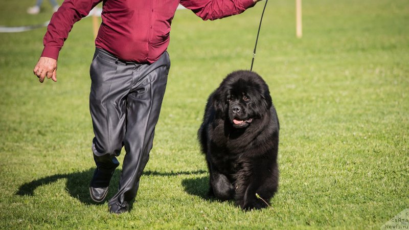 Фото: ньюфаундленд Vyatskiy Medved Nepobedimaya Janna (Вятский Медведь Непобедимая Жанна)