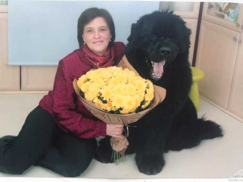 Фото: ньюфаундленд Smigar Agday Virtus (Смигар Агдай Виртус)