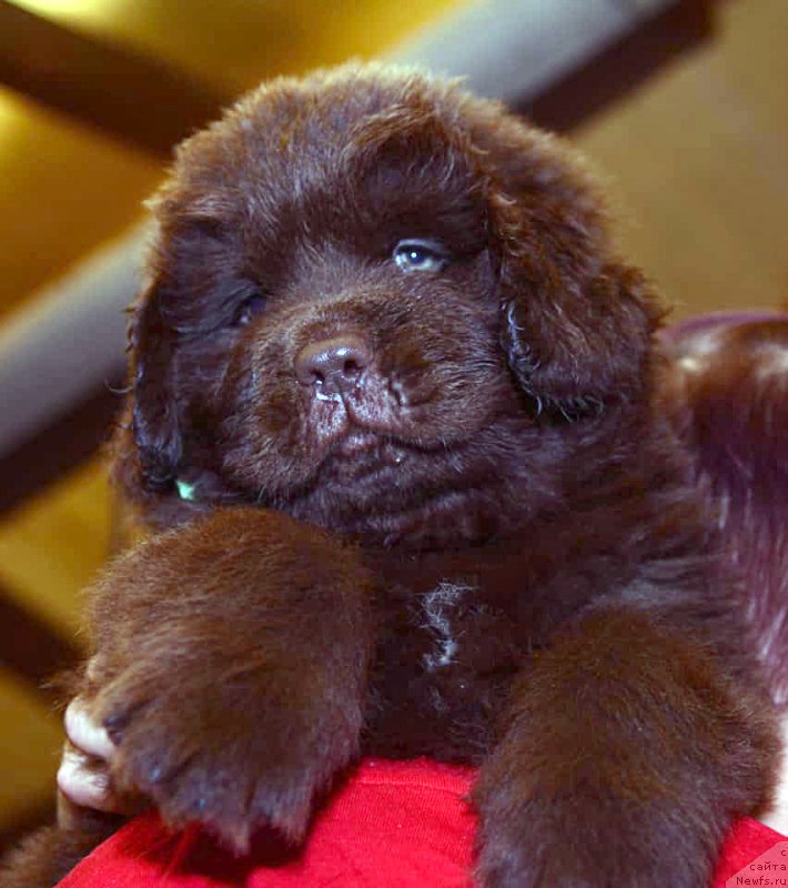 Фото: ньюфаундленд Braunblad MSK Donna Goldi (Браунблад МСК Донна Голди)