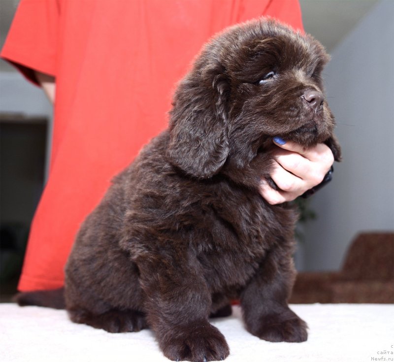 Фотография № 243759